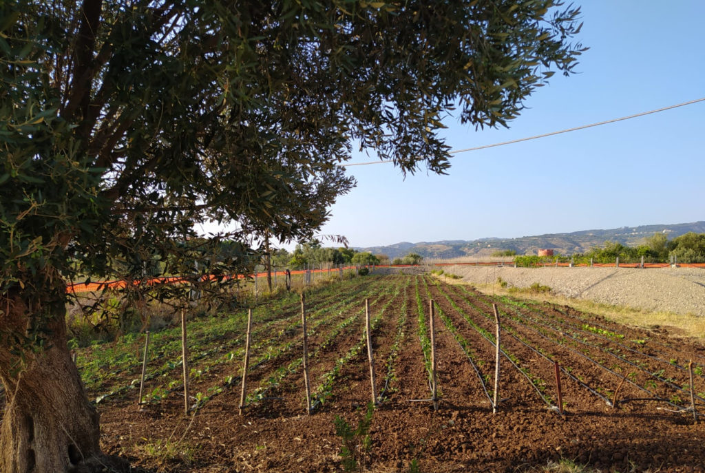 Giardino Gallina 2